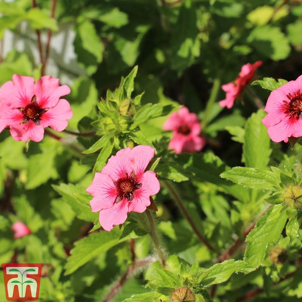 Potentilla nepalensis Helen Jane Seeds - Cinquefoil