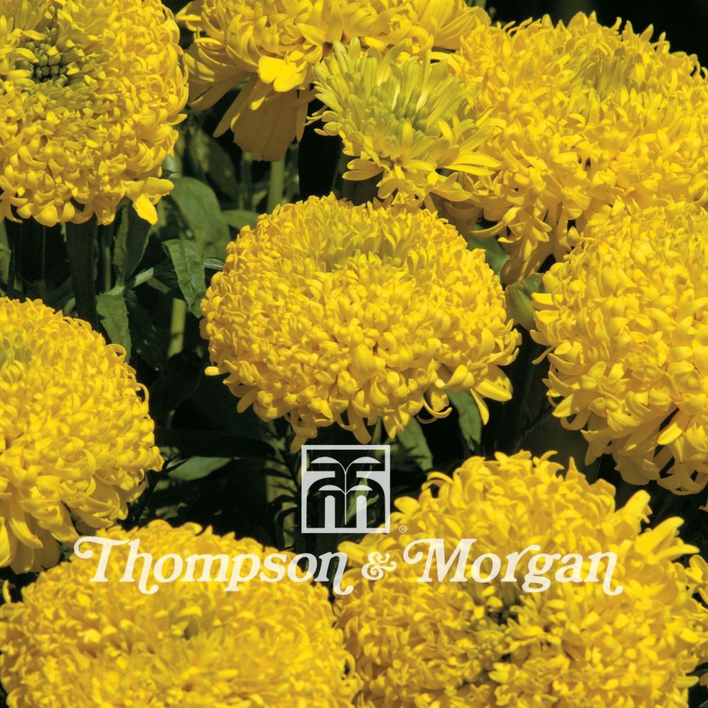 Tagetes erecta Lemon Mum Seeds - Marigold