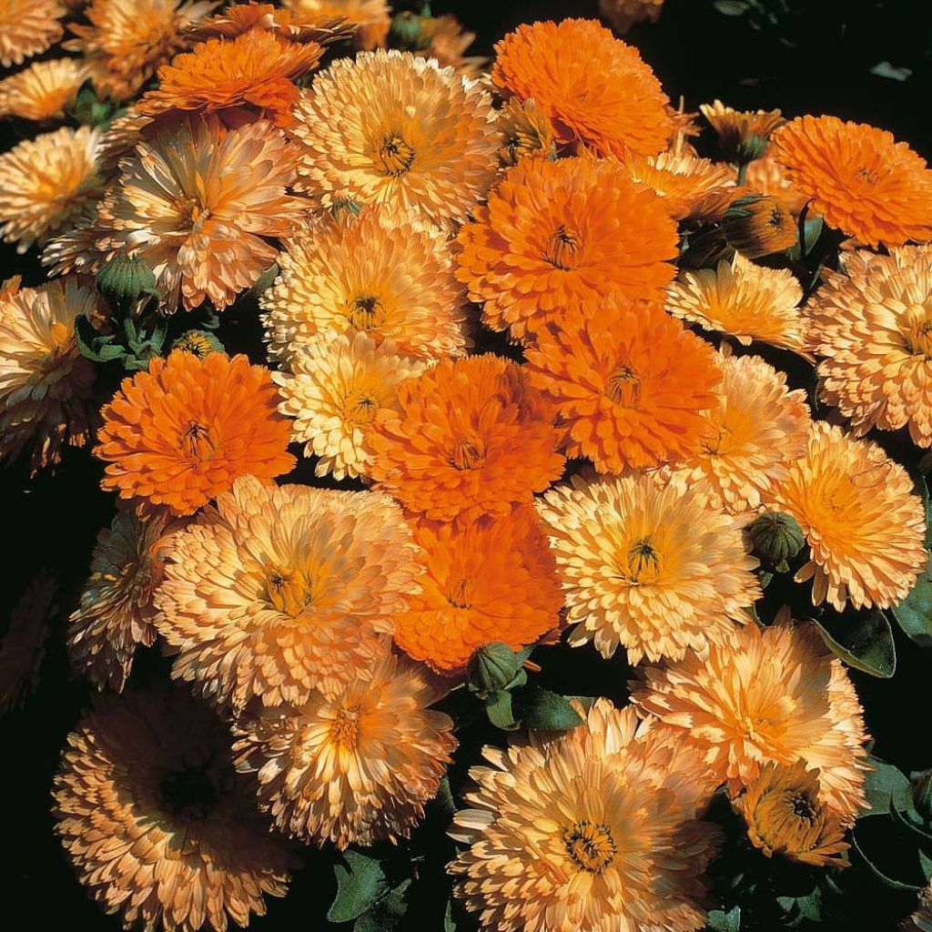 Calendula officinalis Apricots & Oranges Seeds - Dwarf Pot Marigold