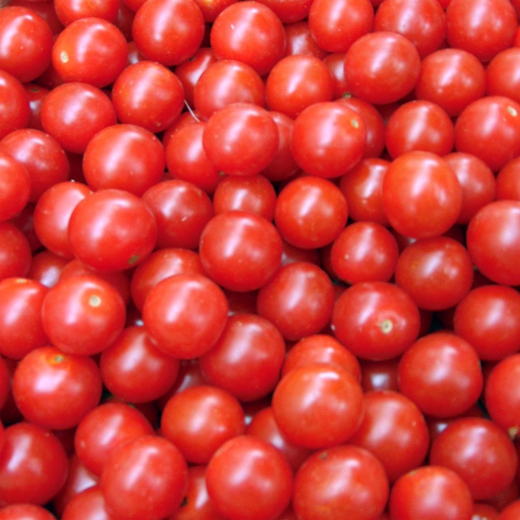 Tomato Crokini F1 Cherry  Seeds