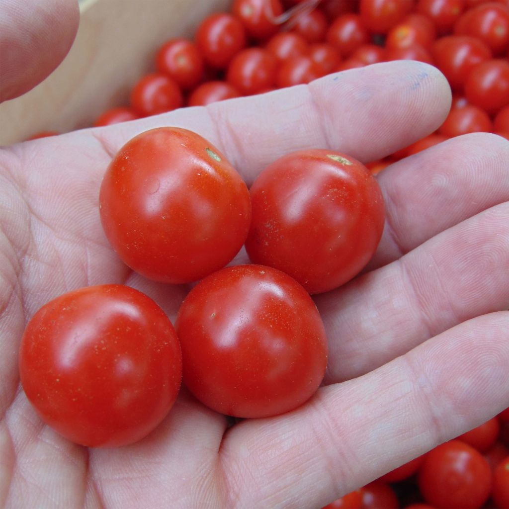 Tomato Crokini F1 Cherry  Seeds