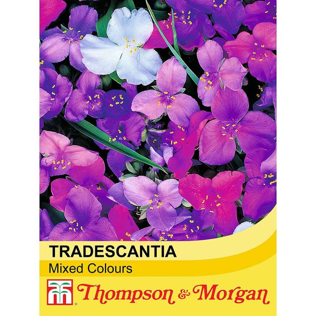 Tradescantia Mixed Colours