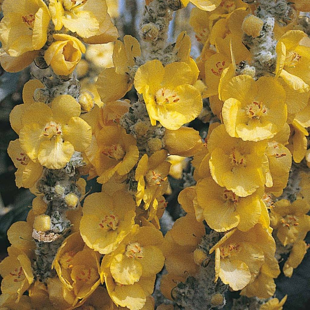 Verbascum bombyciferum Silver Lining Seeds - Mullein