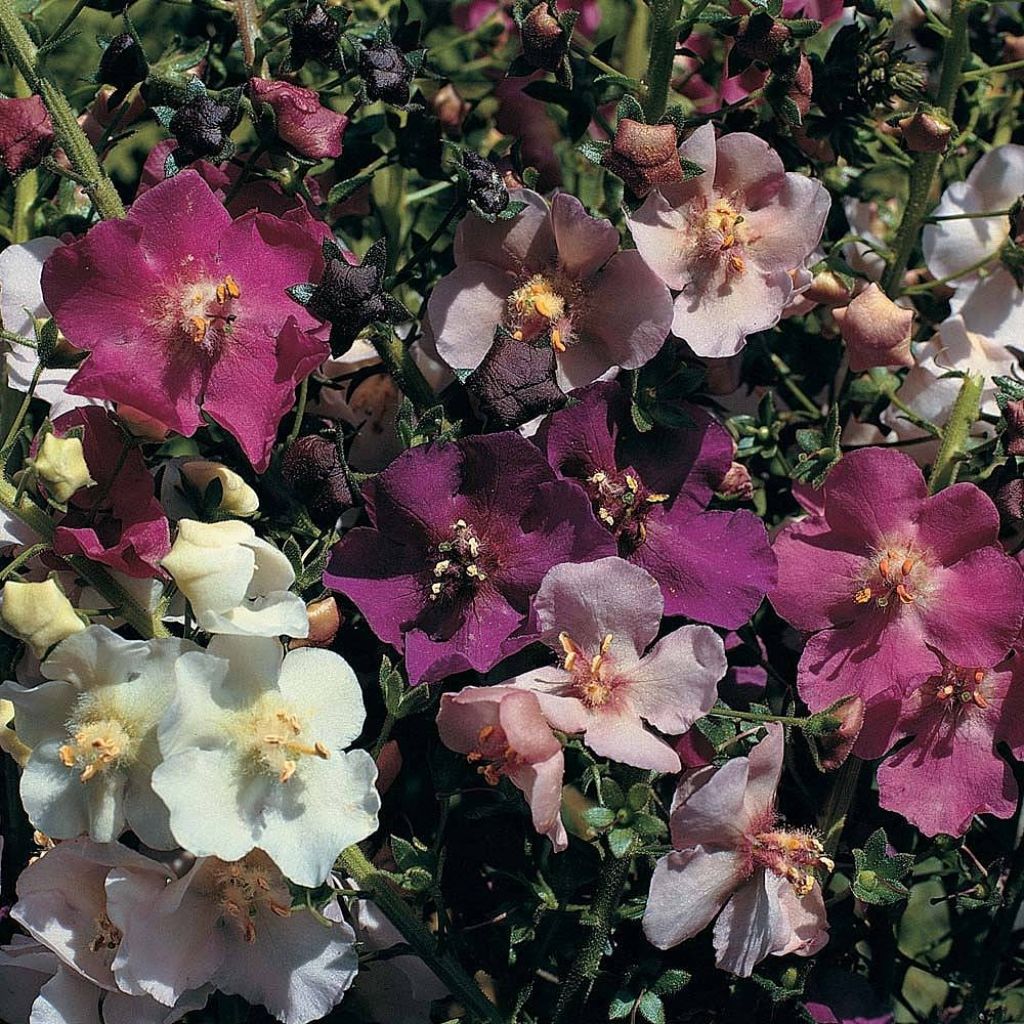 Verbascum phoeniceum Mixed Seeds - Mullein