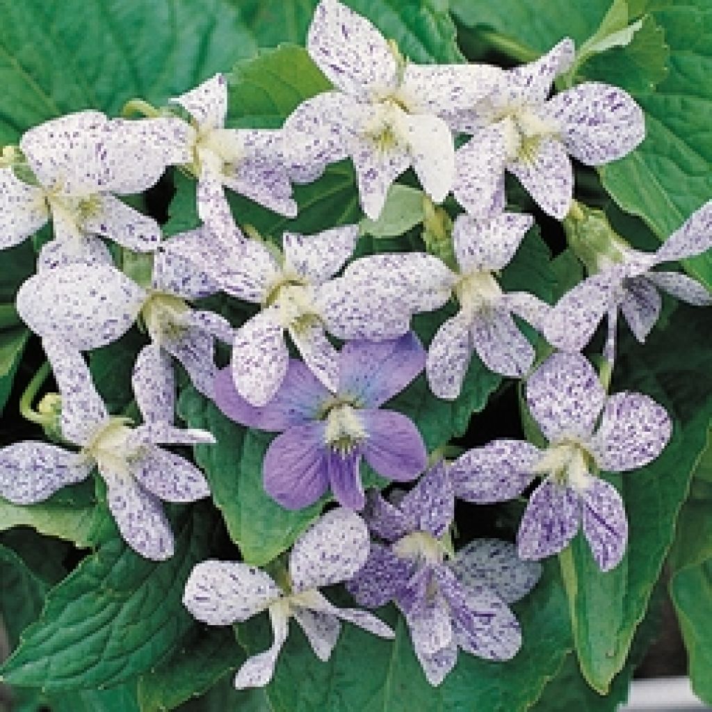 Viola sororia Freckles Seeds - Common blue violet