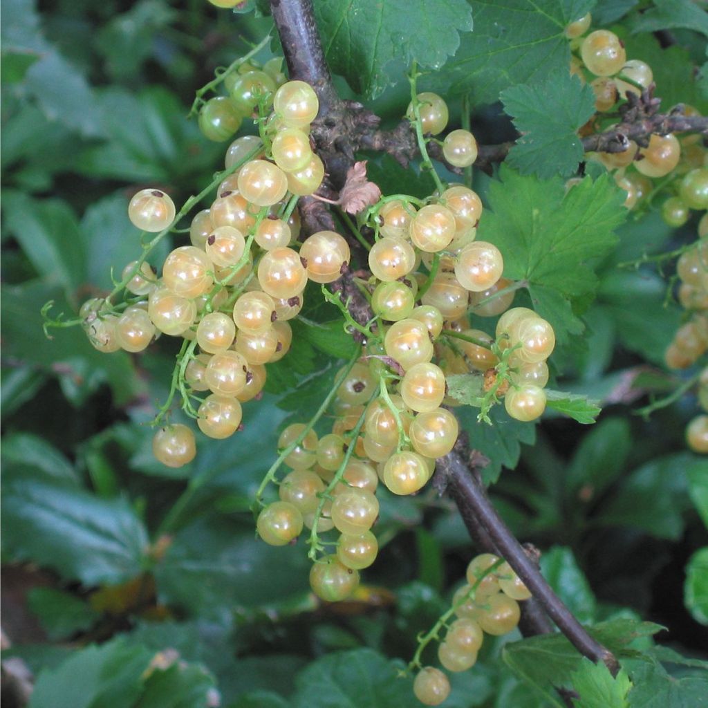 Ribes rubrum Hollande blanche - Whitecurrant