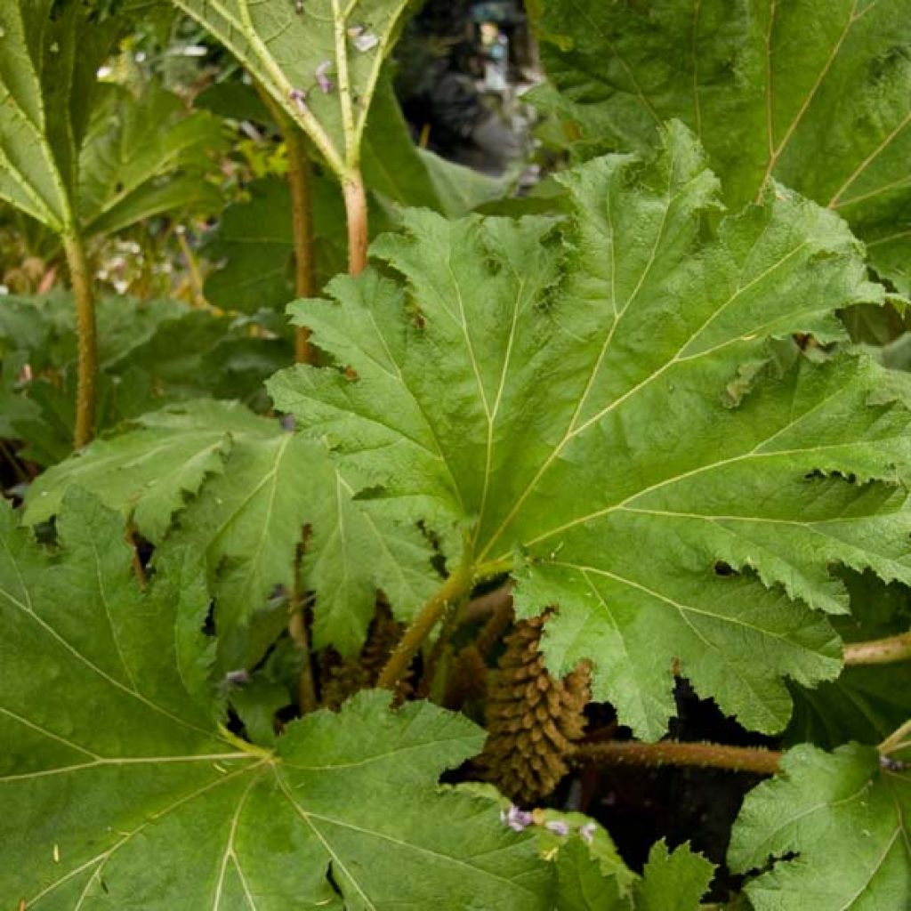 Gunnera manicata - Brazilian Giant-rhubarb