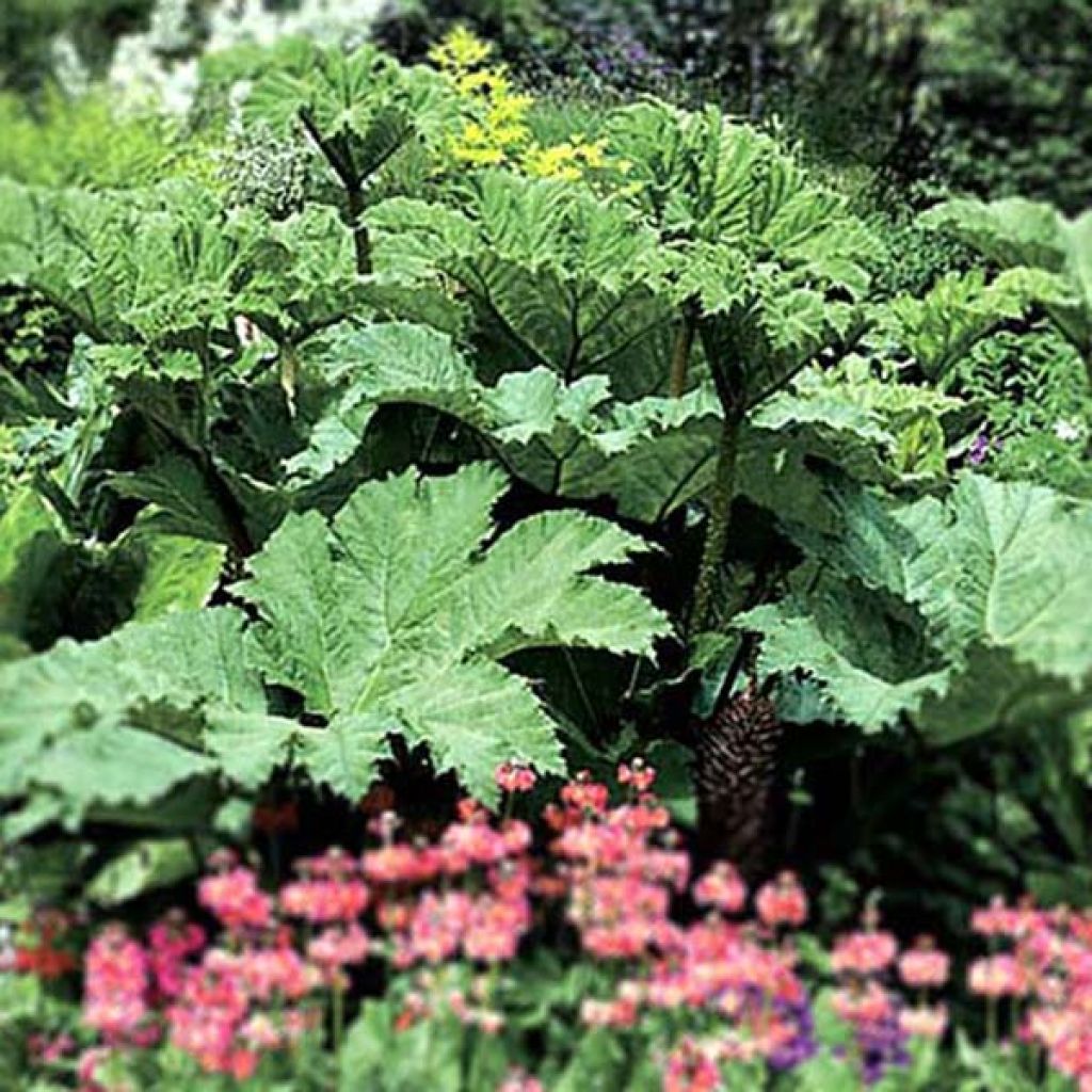 Gunnera manicata - Brazilian Giant-rhubarb