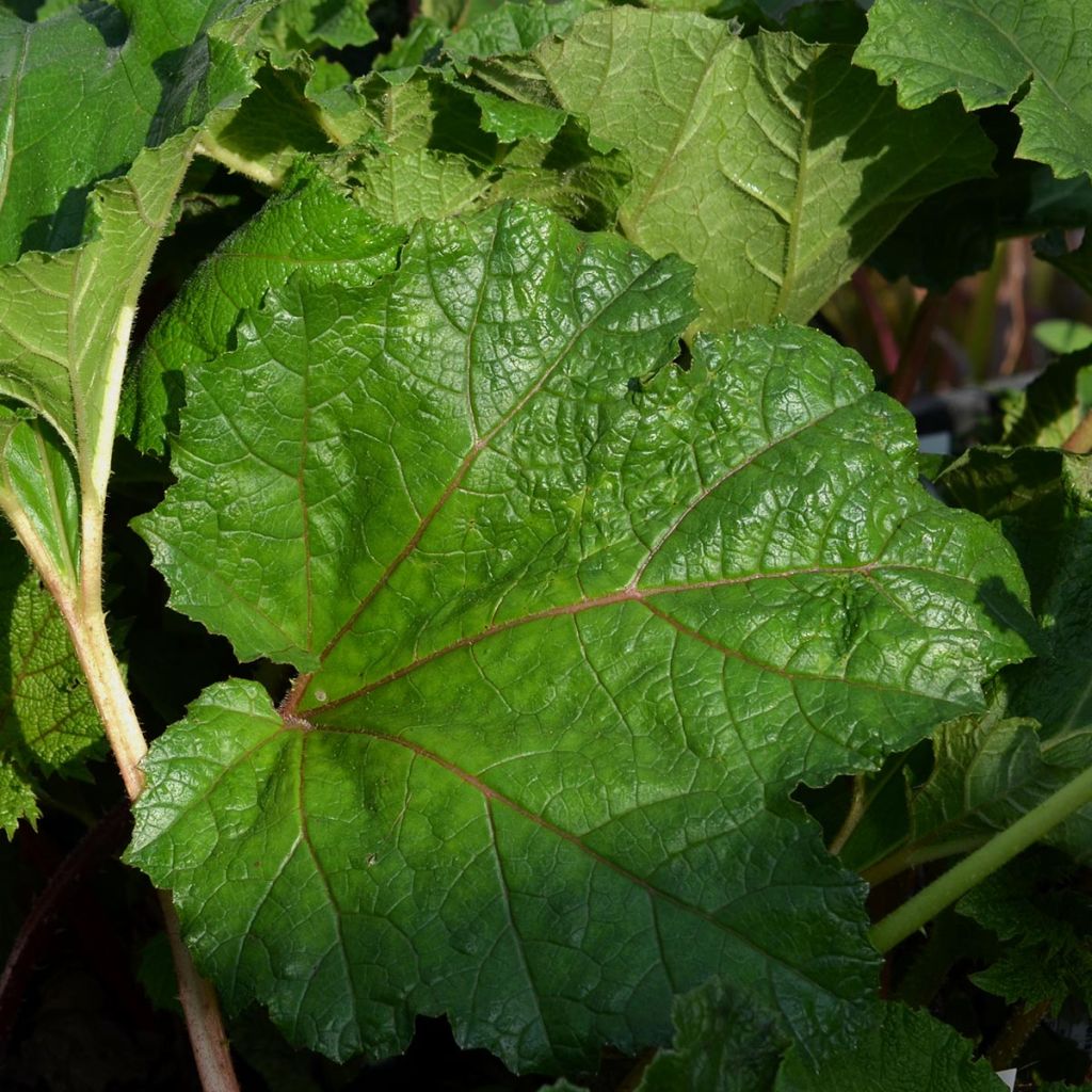 Gunnera manicata - Brazilian Giant-rhubarb