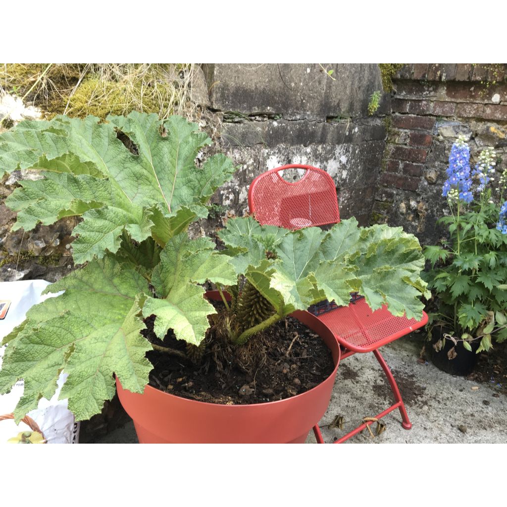 Gunnera manicata - Brazilian Giant-rhubarb