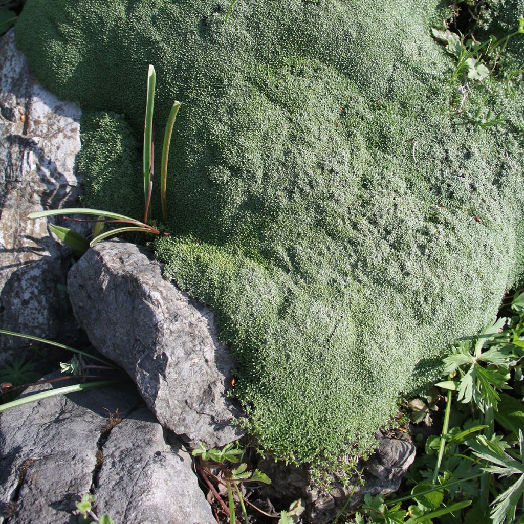 Gypsophile aretioïdes