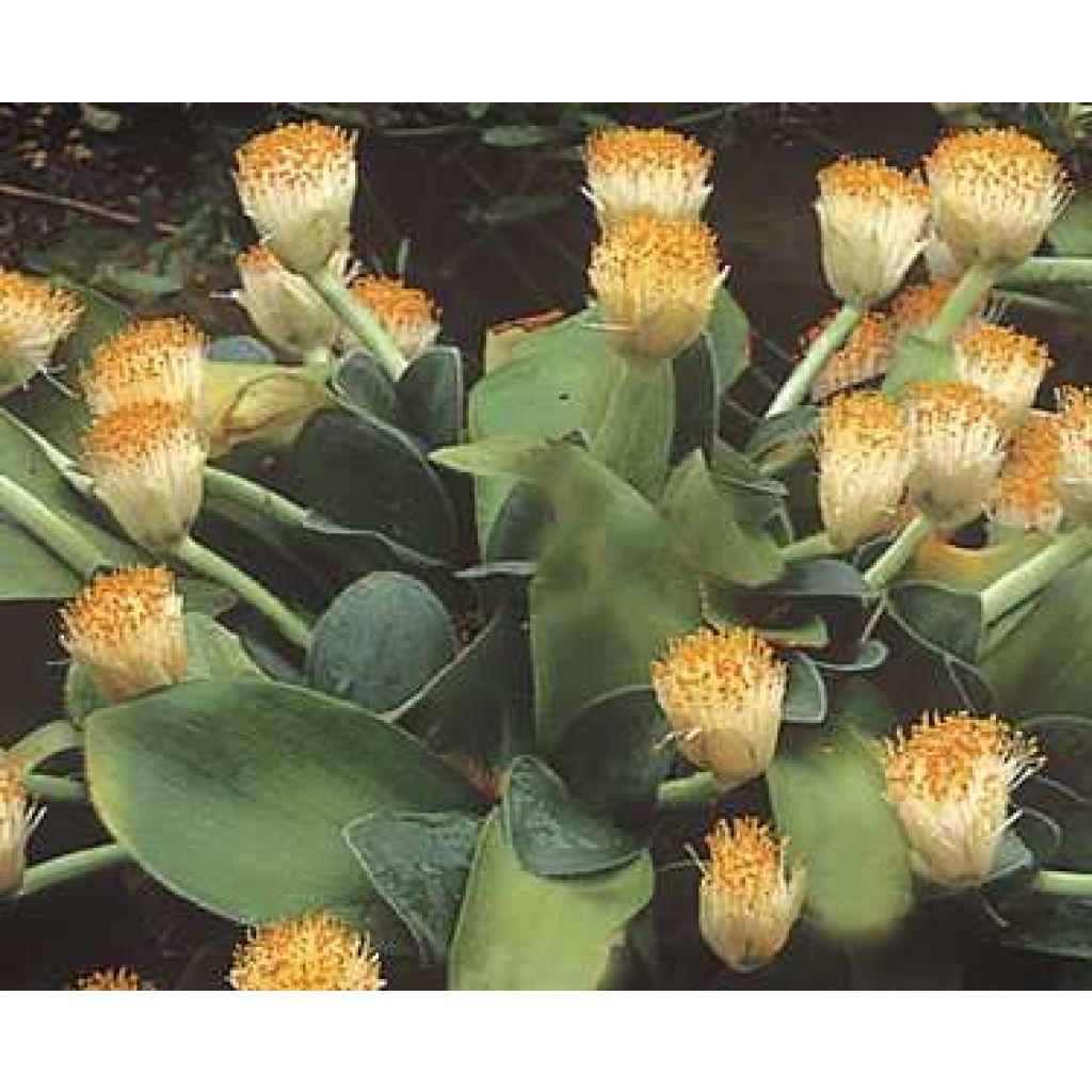 Scadoxus ou haemanthus albiflos