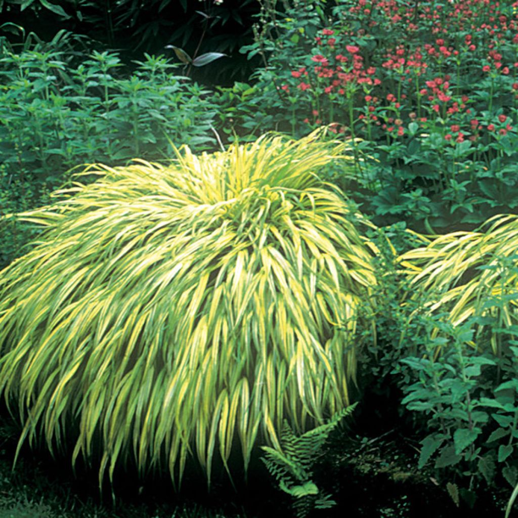 Hakonechloa macra Aureola - Japanese Forest Grass