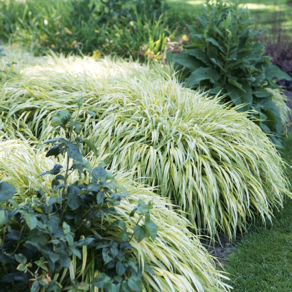 Hakonechloa macra Aureola - Japanese Forest Grass