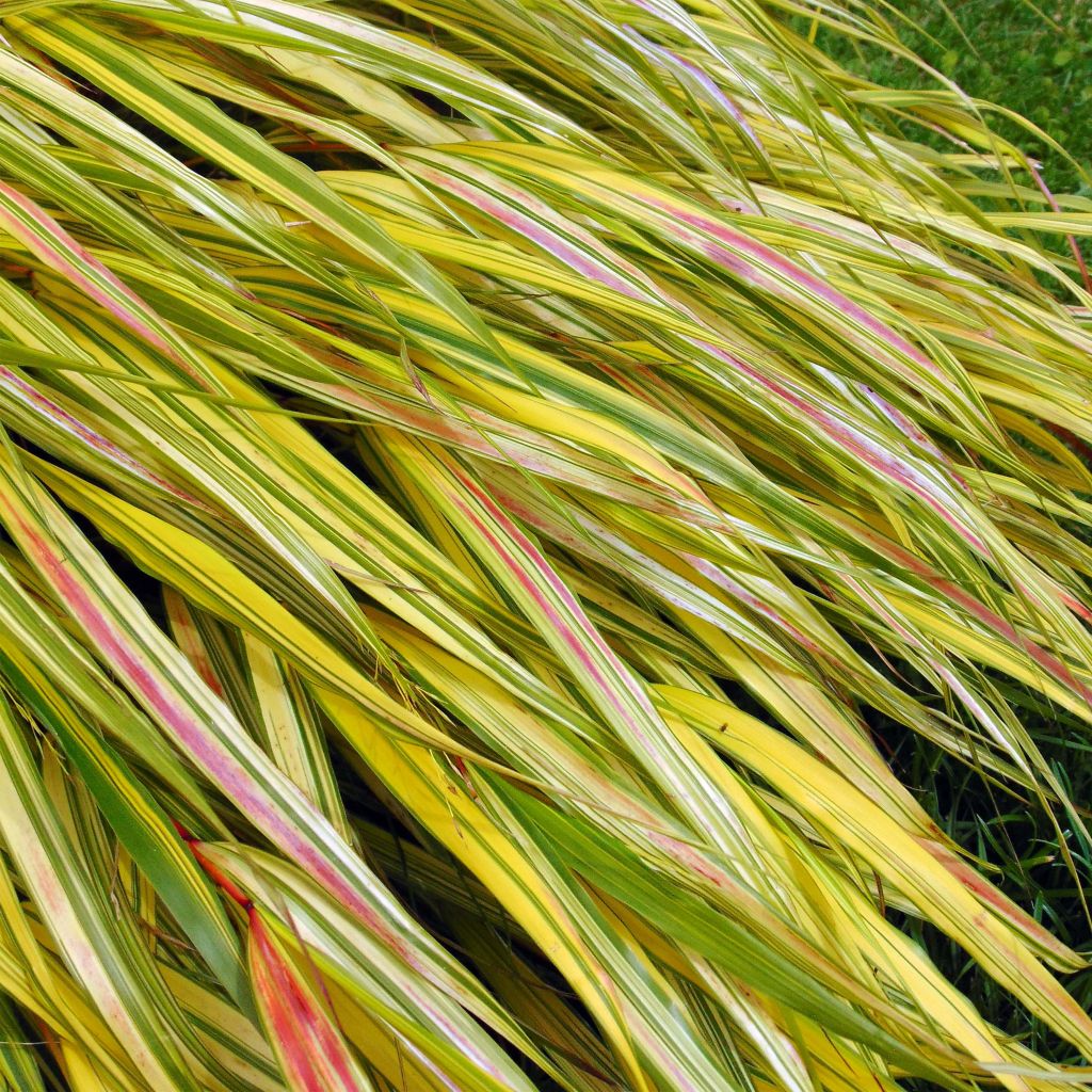 Hakonechloa macra Aureola - Japanese Forest Grass