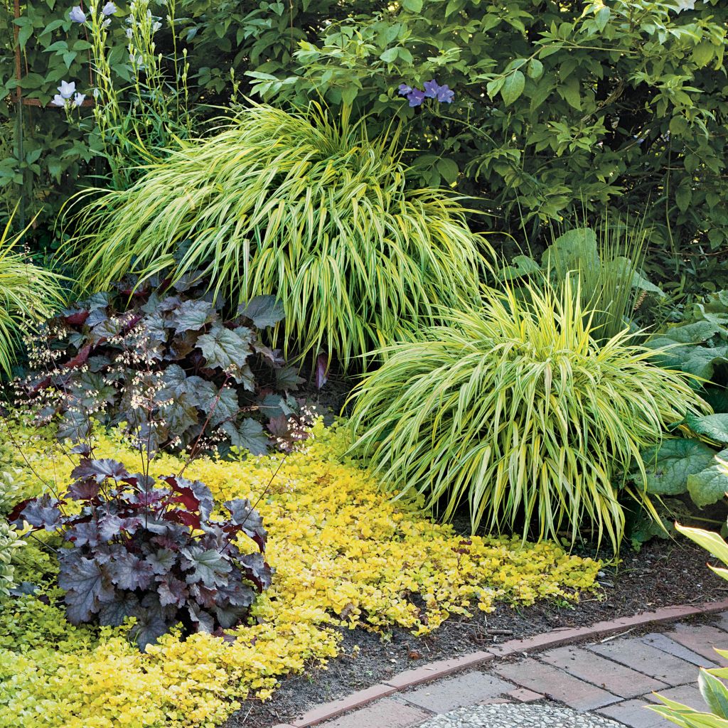 Hakonechloa macra Aureola - Japanese Forest Grass