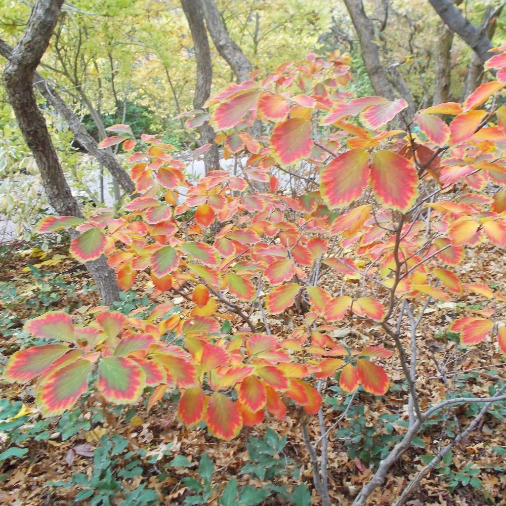 Hamamelis intermedia Arnold Promise - Witch Hazel