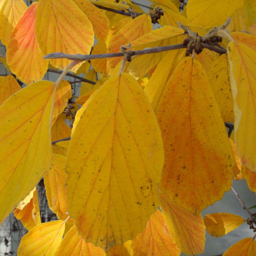 Hamamelis intermedia Arnold Promise - Witch Hazel