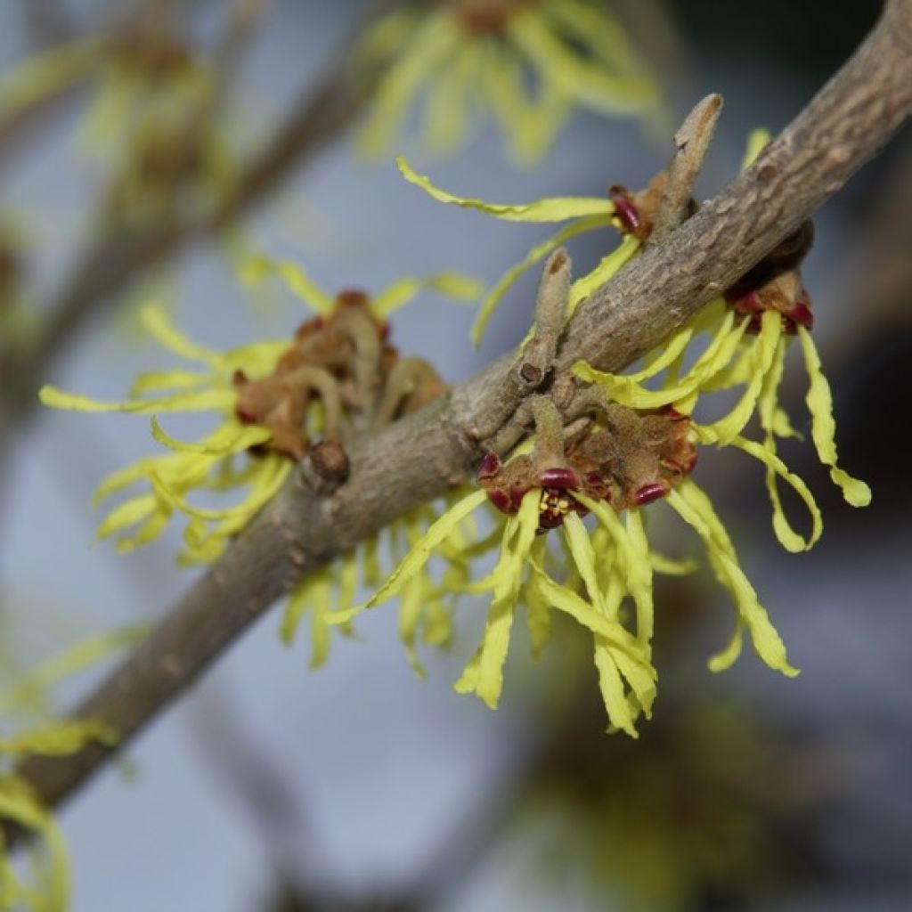 Hamamelis intermedia Arnold Promise - Witch Hazel