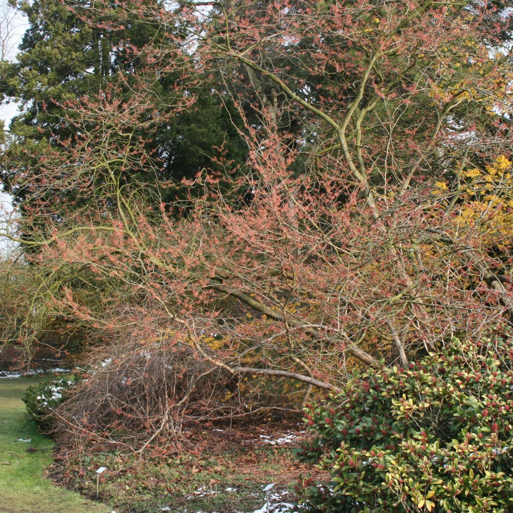 Hamamelis intermedia Ruby Glow - Witch Hazel