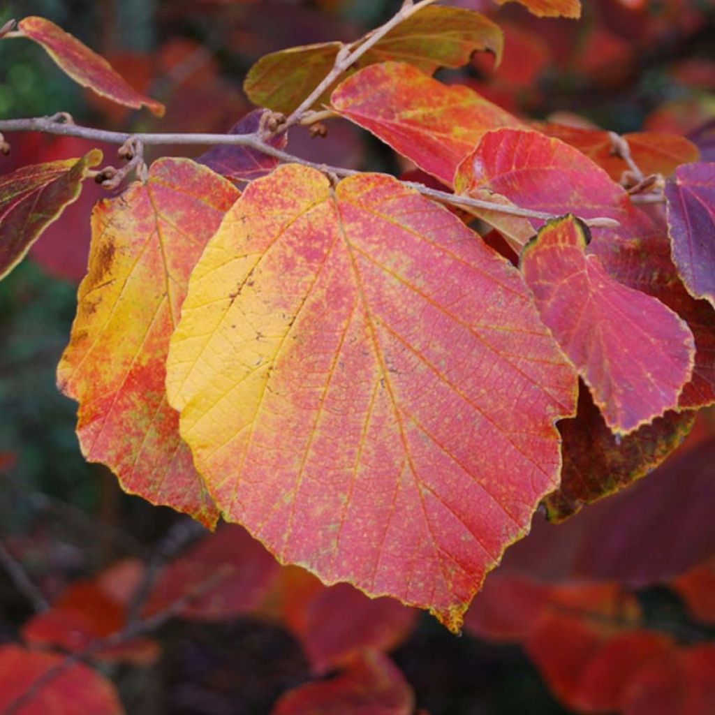 Hamamelis intermedia Ruby Glow - Witch Hazel