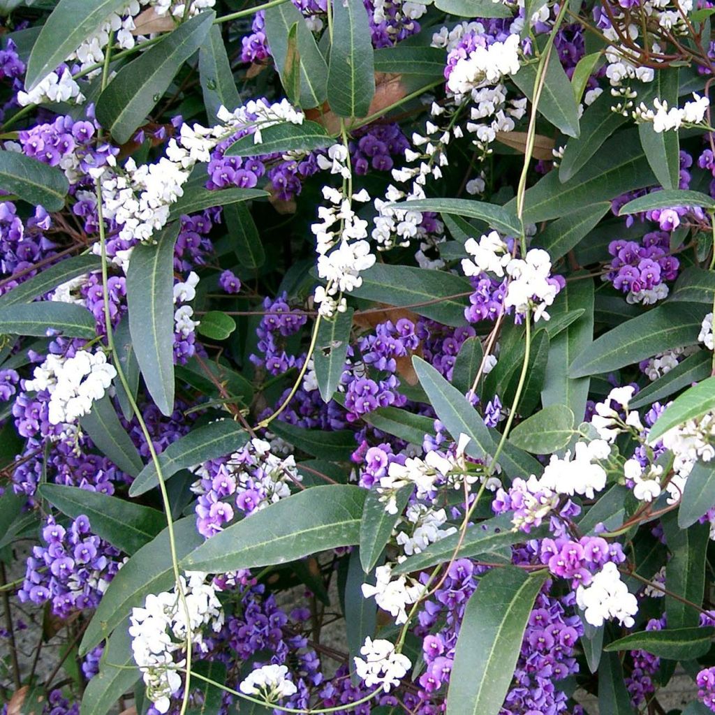 Hardenbergia violacea - Vine Lilac