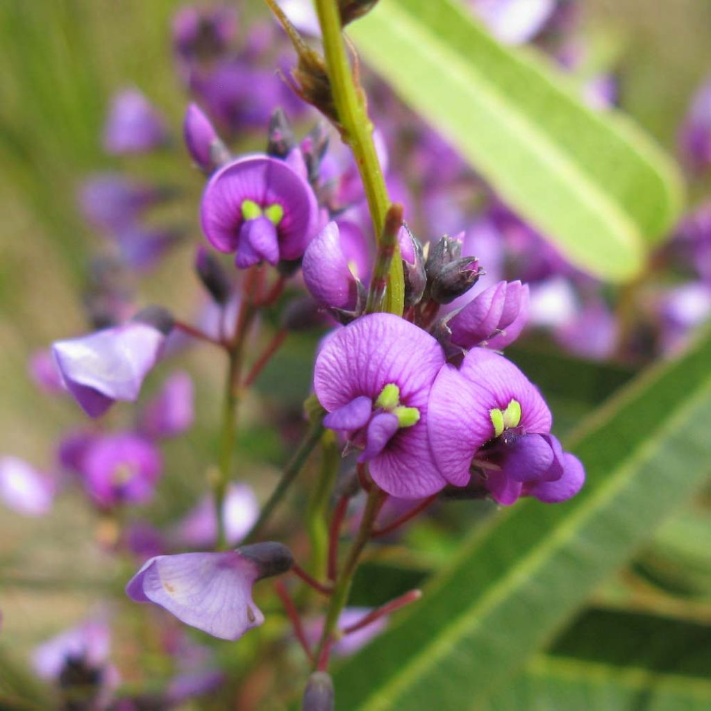 Hardenbergia violacea - Vine Lilac