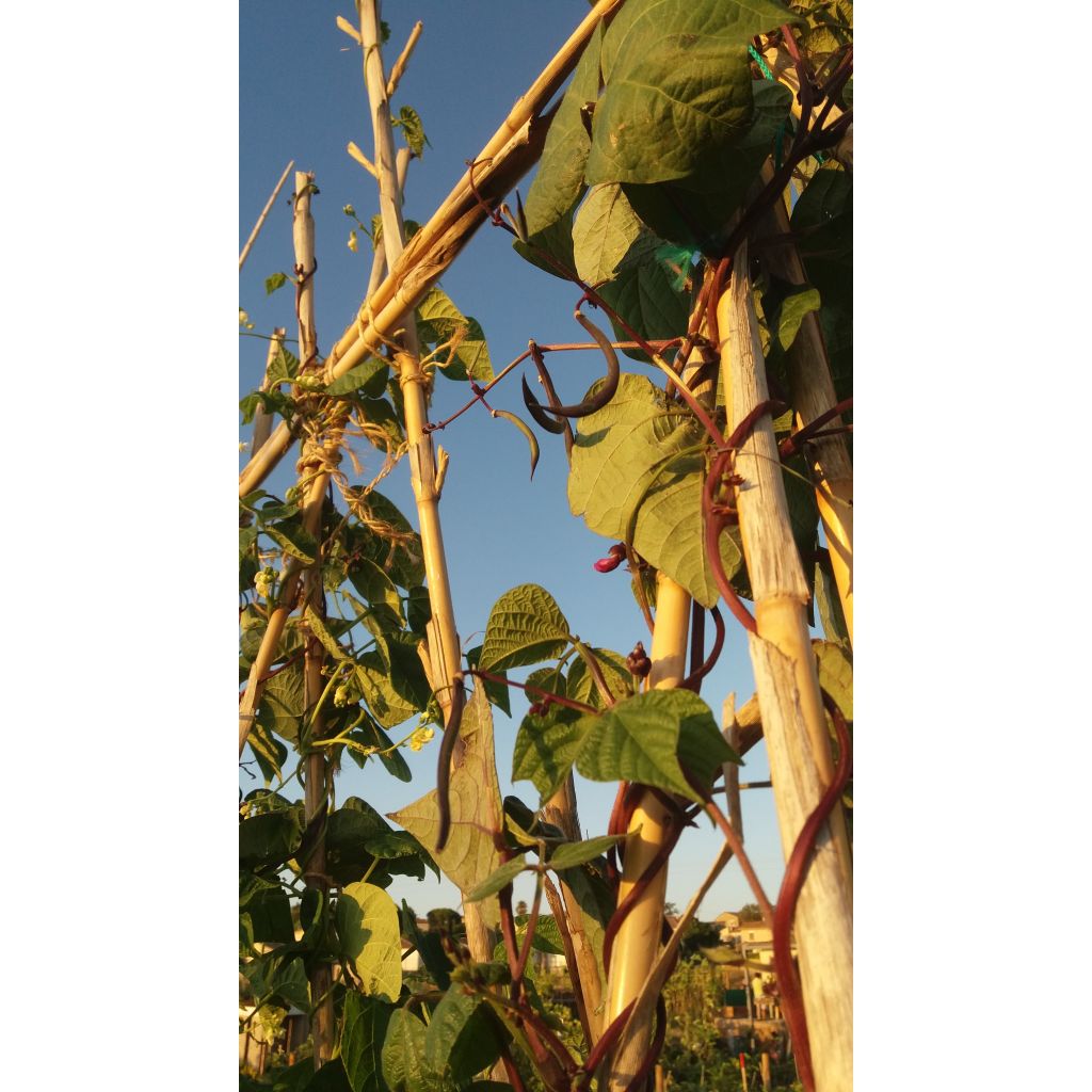 Purple Podded Pole Bean