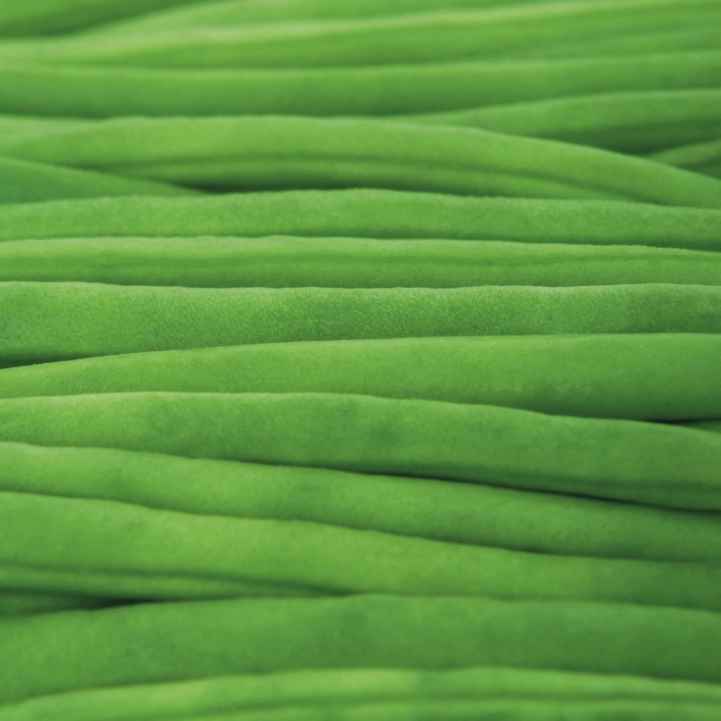 French Pole Bean Cobra