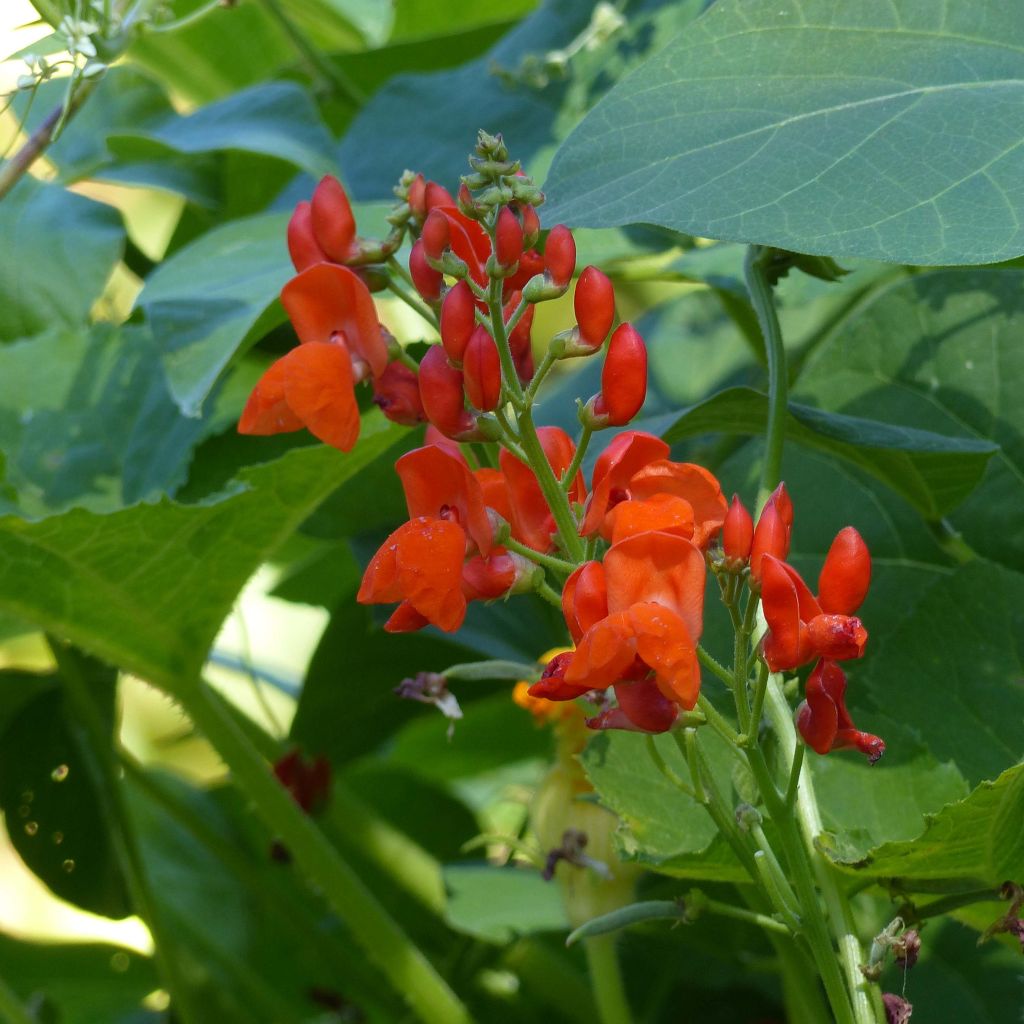 Runner Bean Prijswinner - Dutch Red