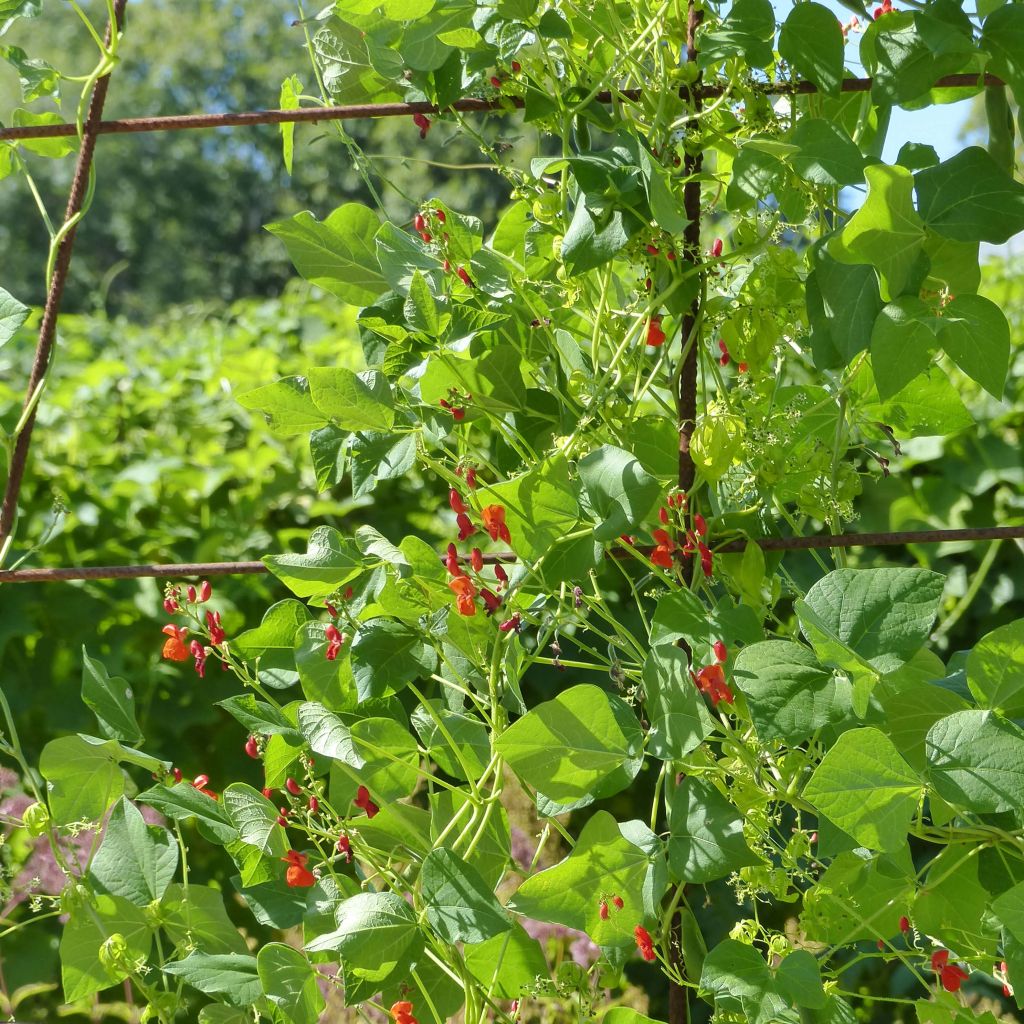 Runner Bean Prijswinner - Dutch Red