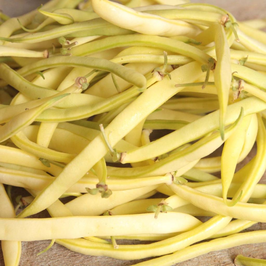 Dwarf Organic French Bean Fructidor - Ferme de Sainte Marthe seeds