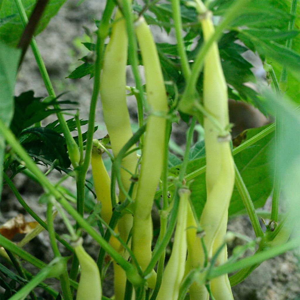 Climbing Bean Goldmarie - Ferme de Sainte Marthe seeds