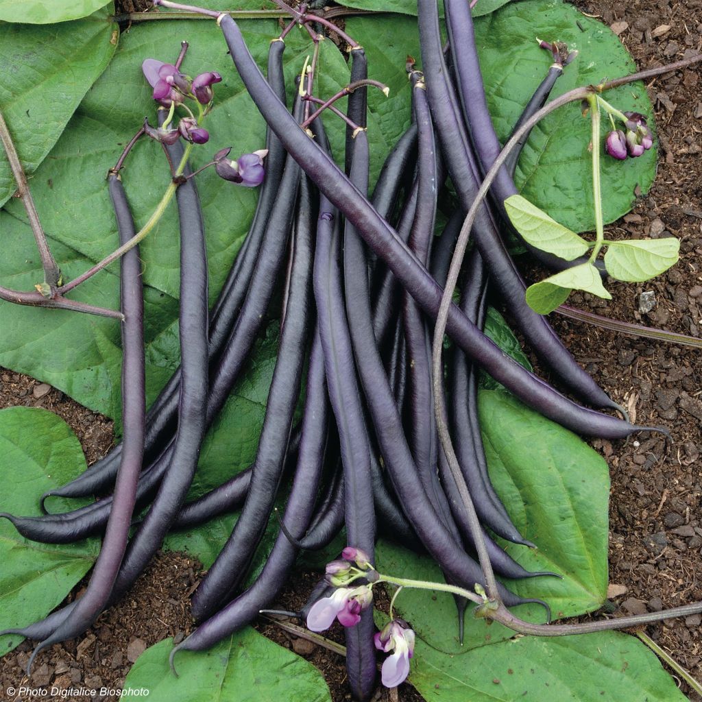 French Pole Bean Melissa - Vilmorin Seeds