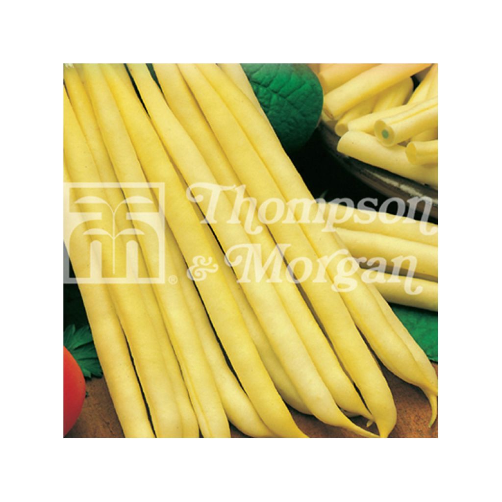 Dwarf Bean Creso with Butter and String