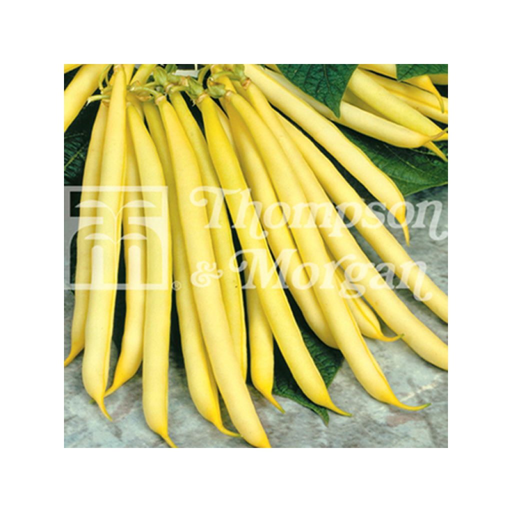 Dwarf French bean with butter pod Sonesta