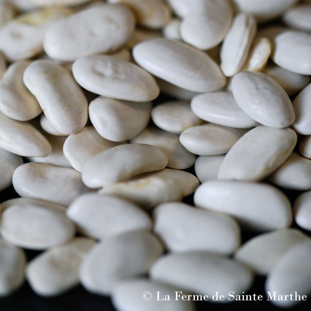 Haricot Soissons Blanc à rames Bio - Ferme de Sainte Marthe 