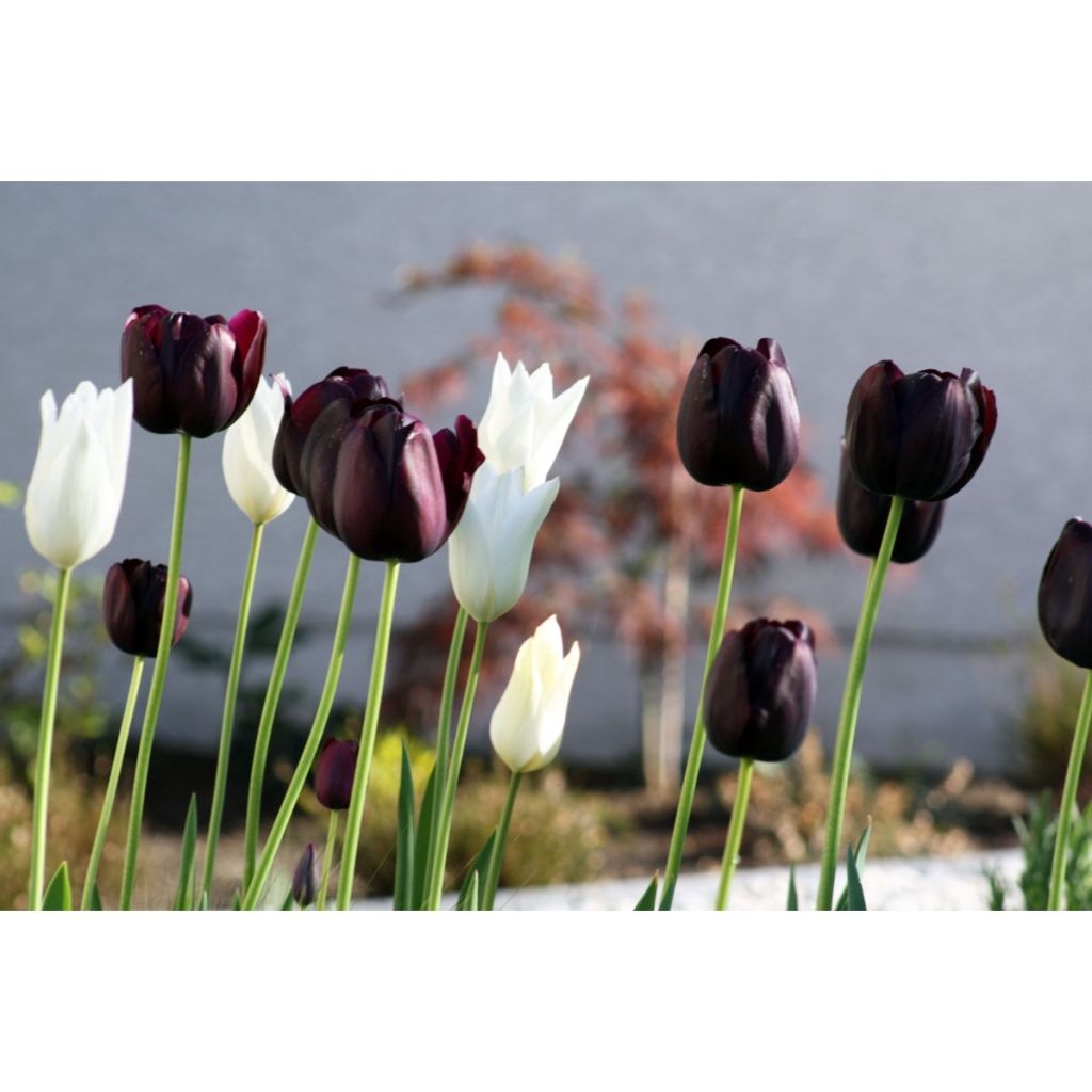 Collection of Contrasting Tulips
