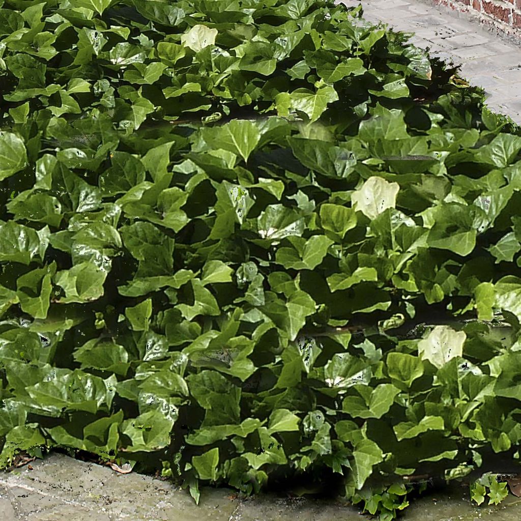 Hedera algeriensis Algerian Bellecour