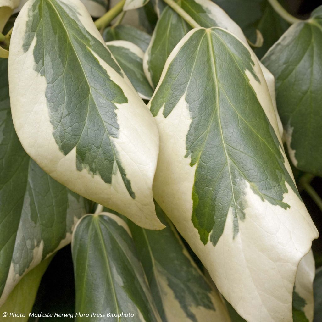 Hedera colchica Dentata Variegata - Persian Ivy