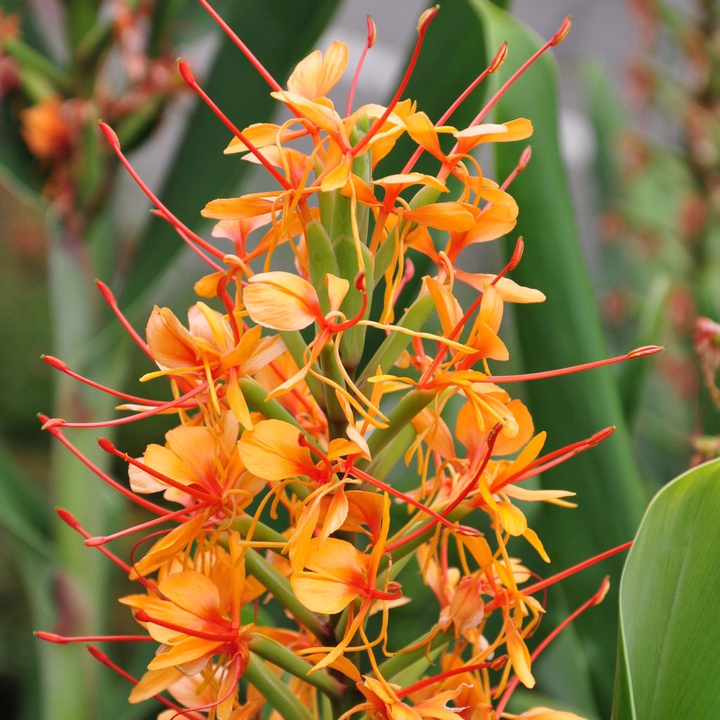 Hedychium coccineum Tara - Ginger Lily
