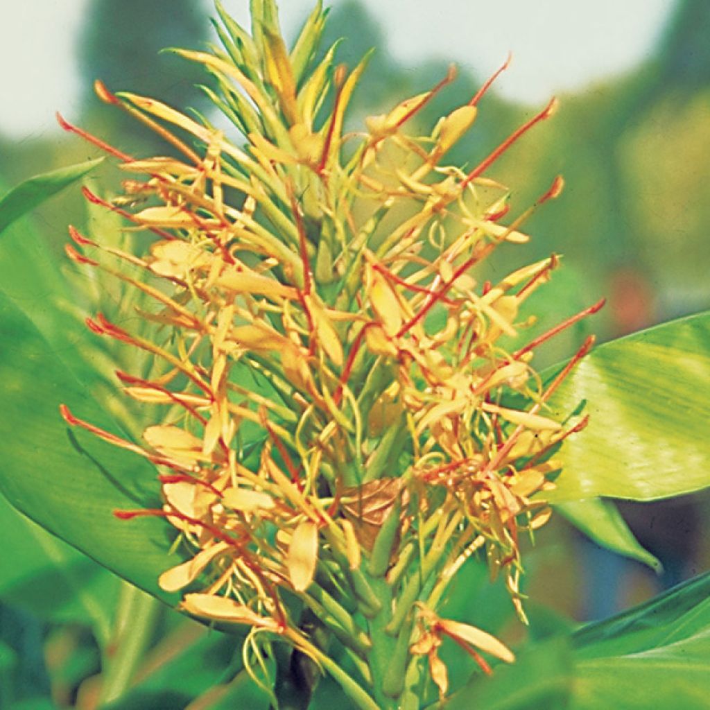 Hedychium gardnerianum - Ginger Lily