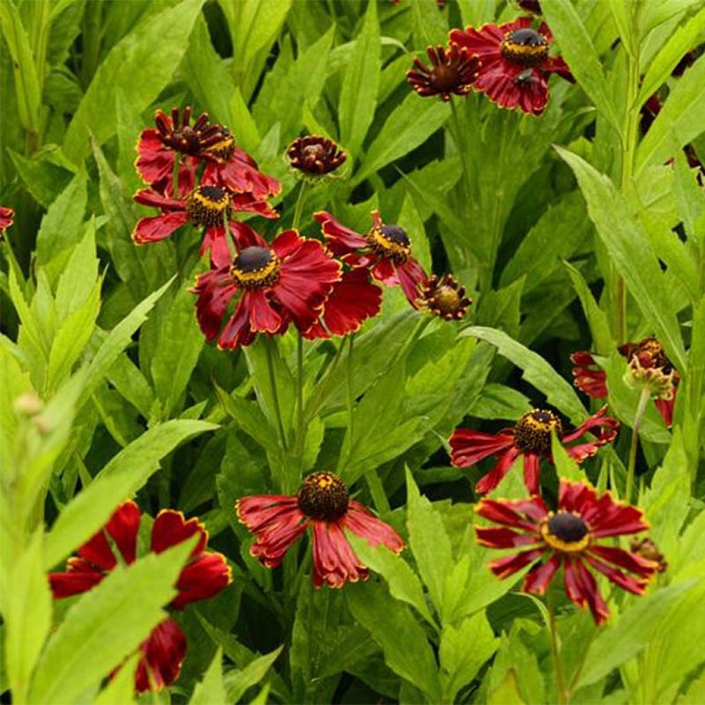 Helenium Potters Wheel