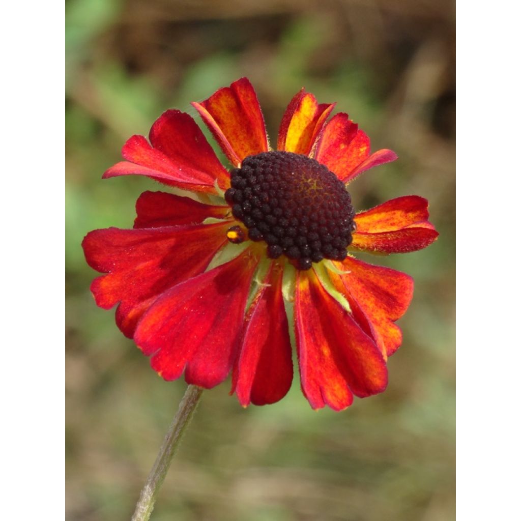 Helenium Kupferzwerg