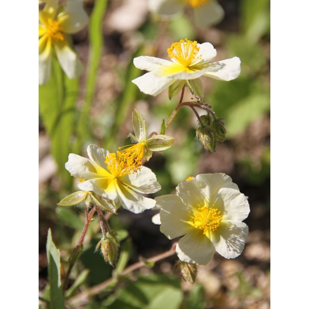 Helianthemum Elfenbeinglanz - Rock Rose