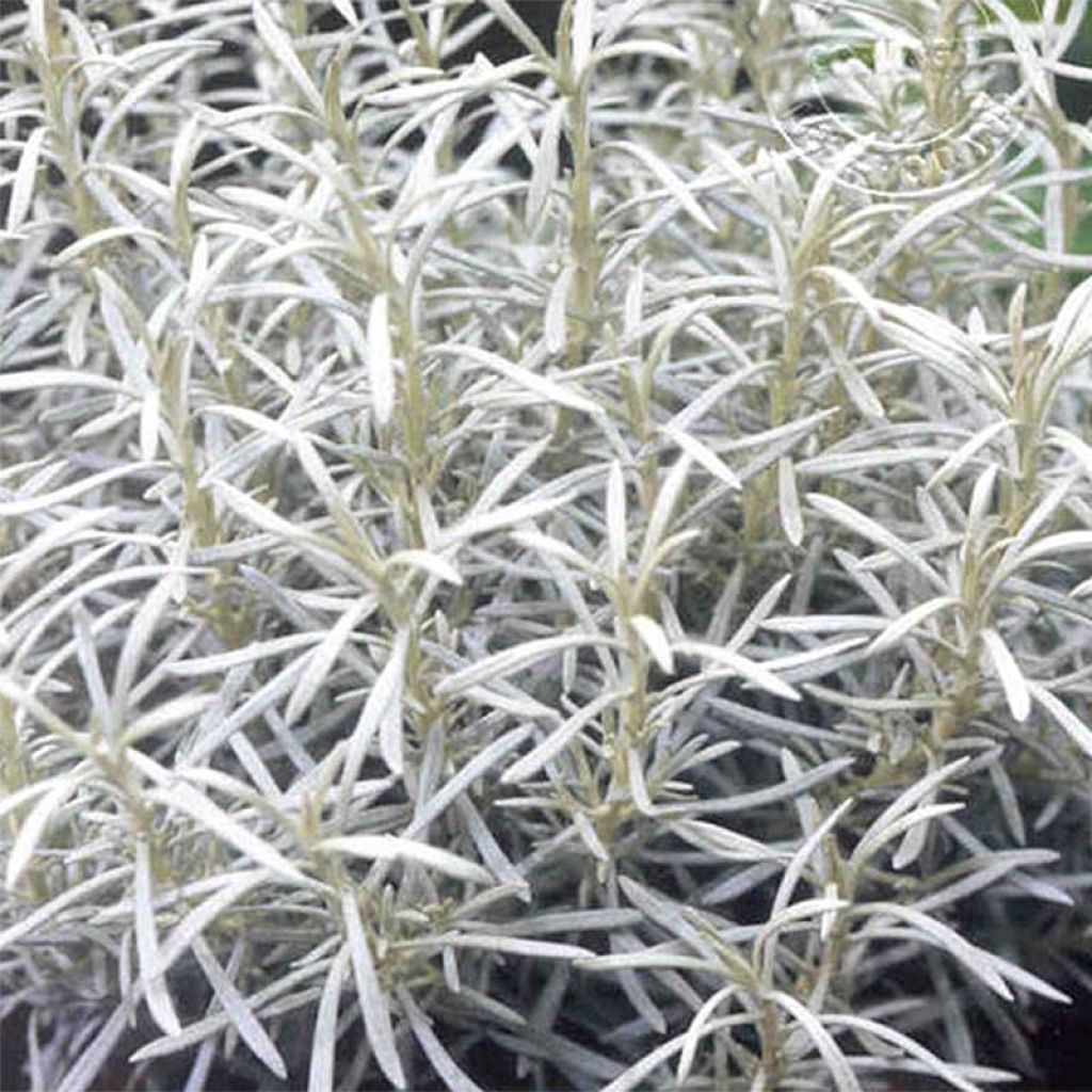 Helichrysum italicum Korma
