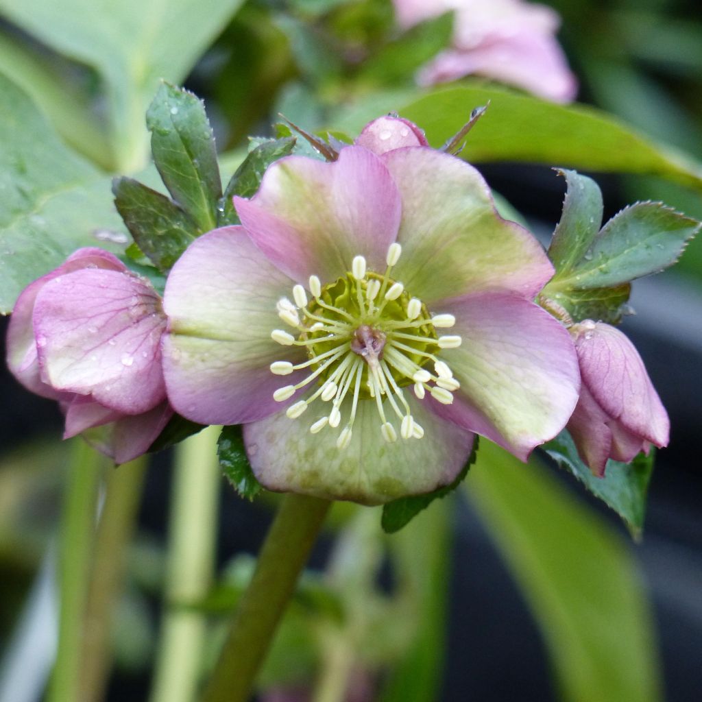 Helleborus orientalis subsp. abchasicus