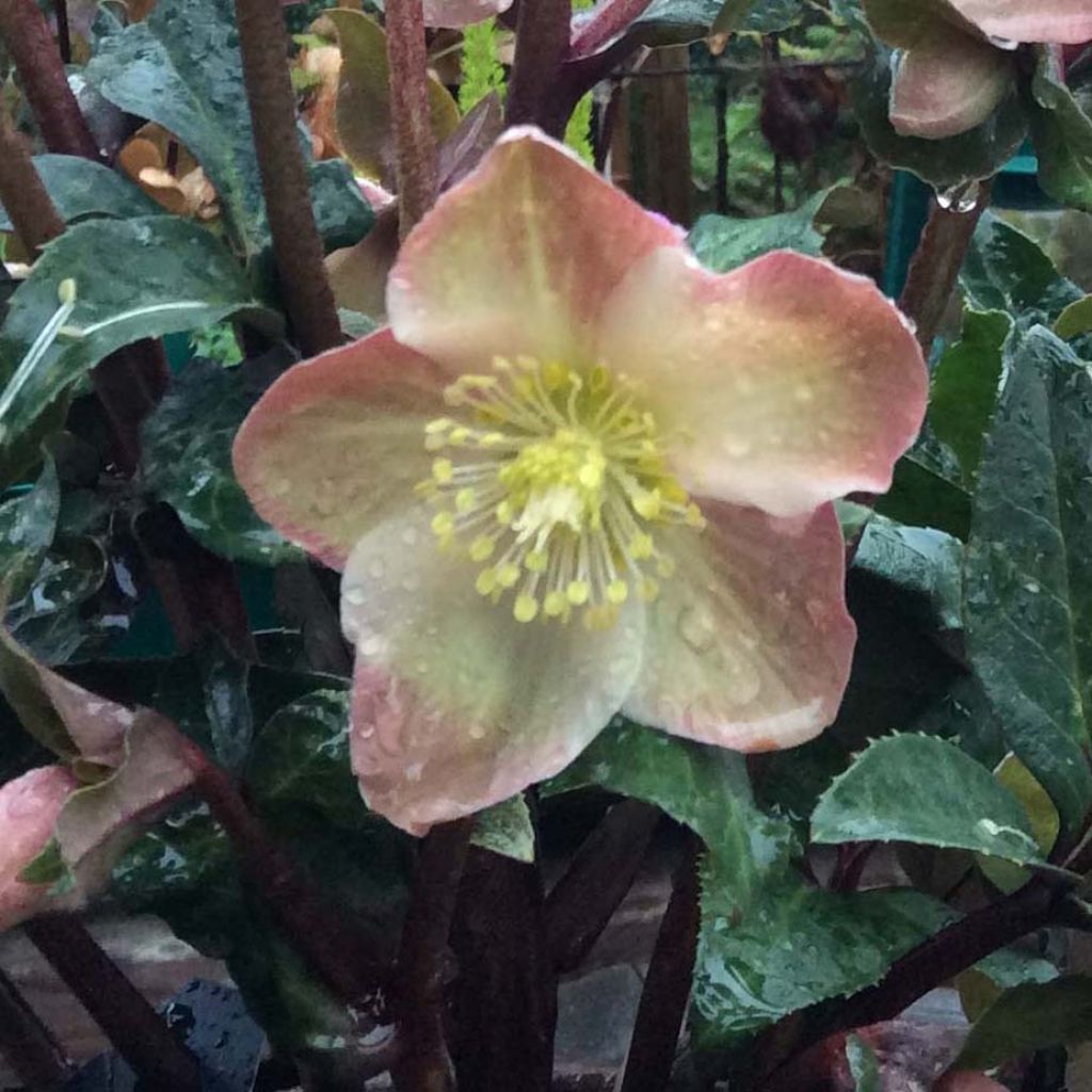 Helleborus ballardiae MAESTRO - Hellebore