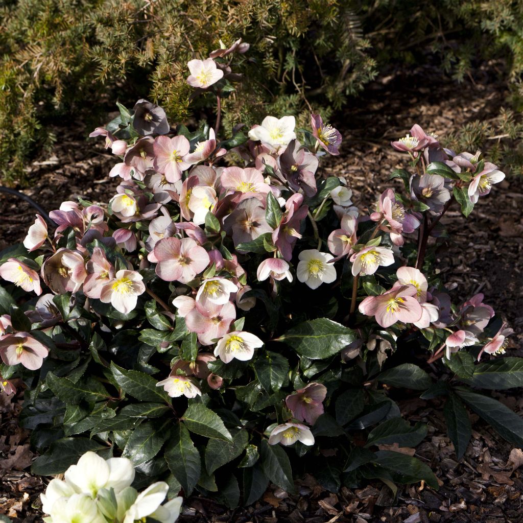 Helleborus ballardiae MAESTRO - Hellebore