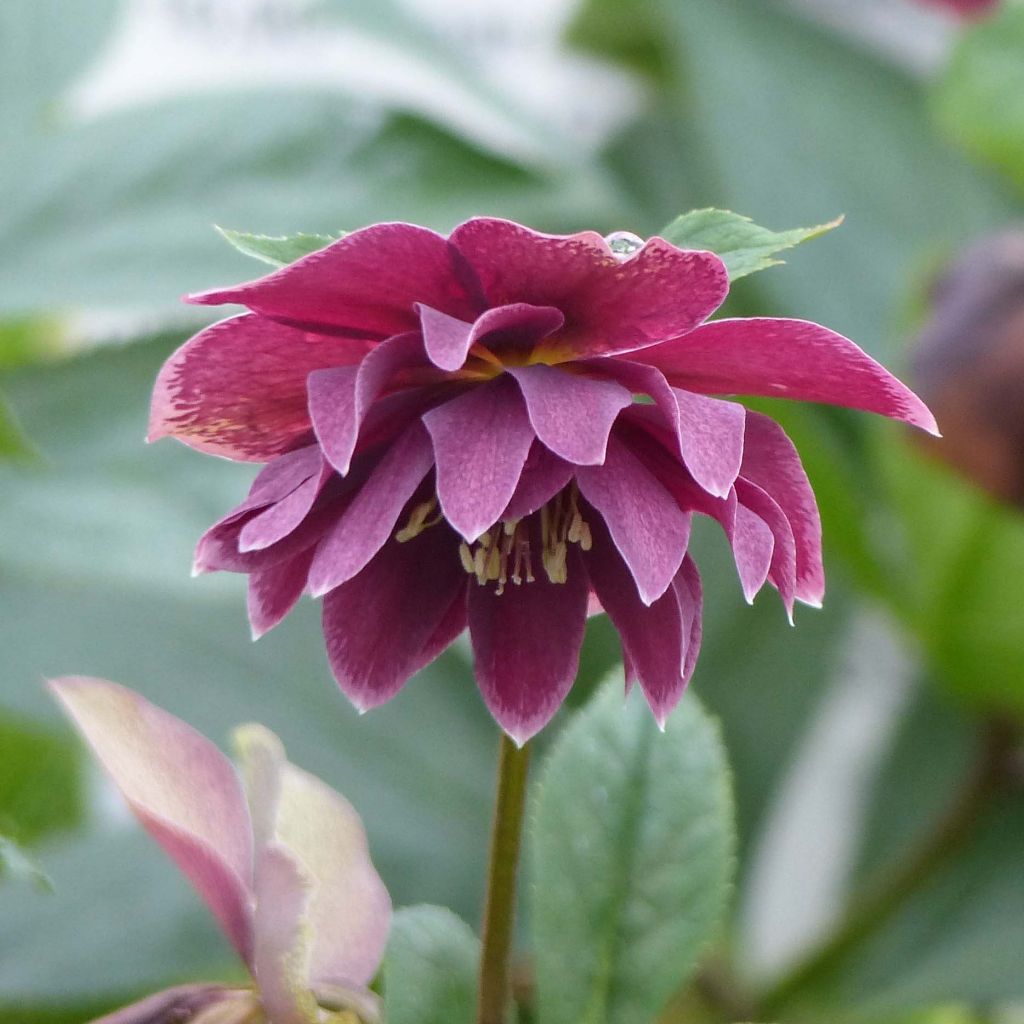 Helleborus hybridus Double Aubergine White Edge